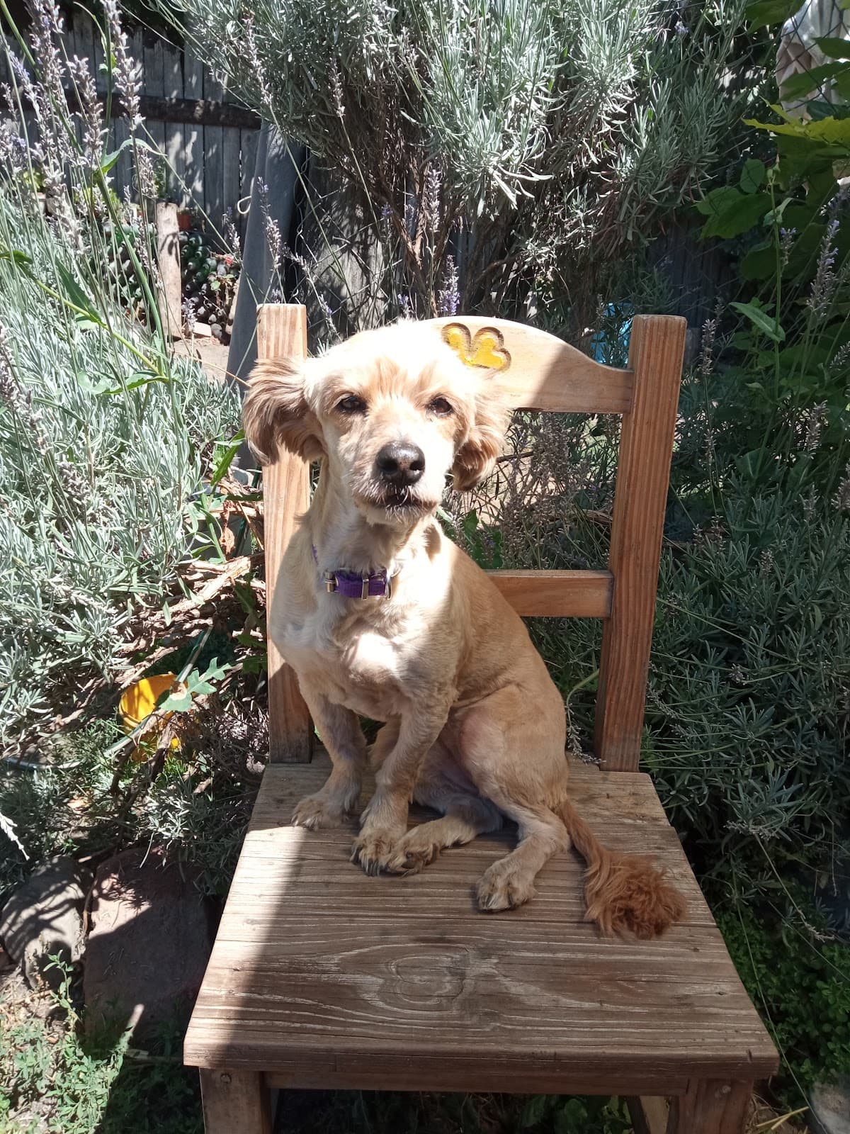 Adiestramiento canino y guarderia el bolson