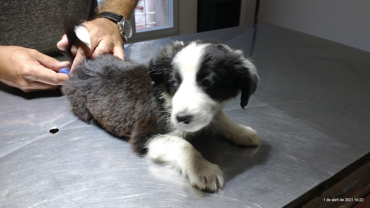 Veterinaria Dr. Osvaldo Enrique