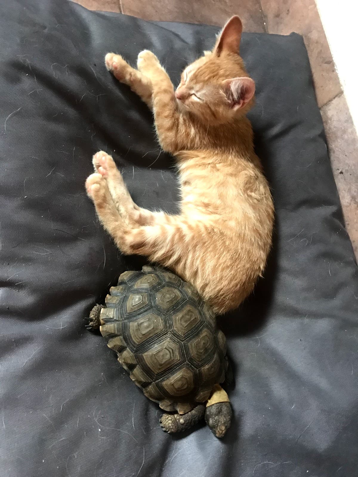 Veterinaria Palazzolo