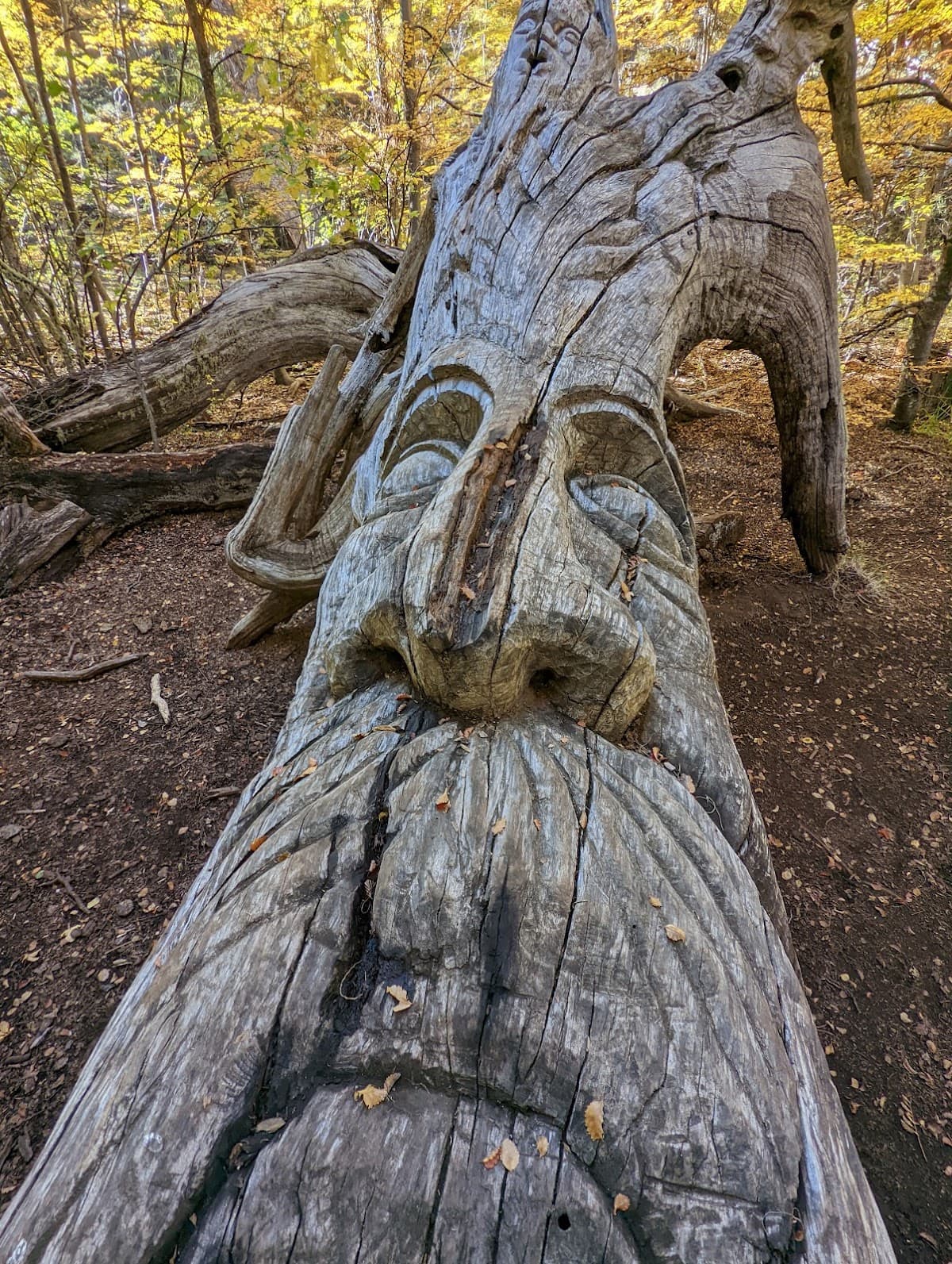 El Bosque Tallado