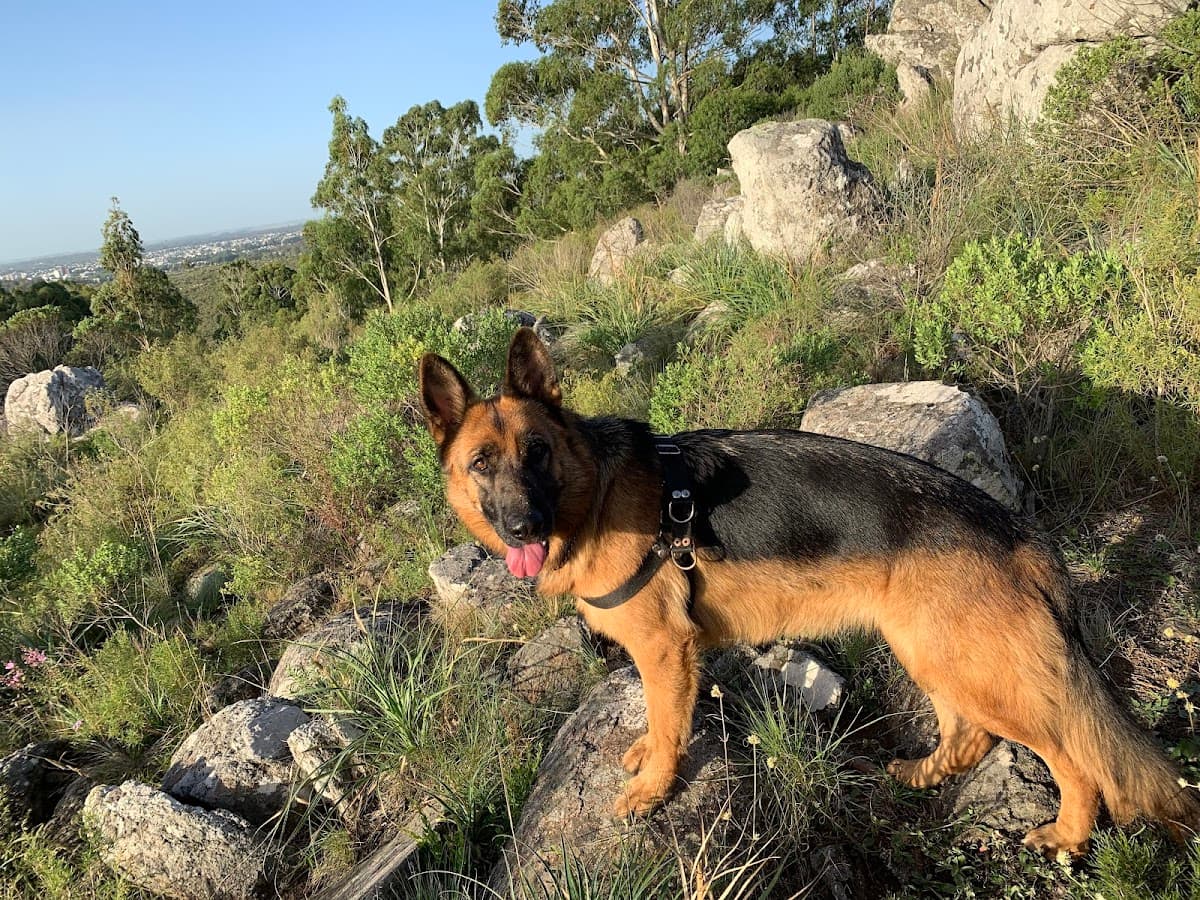 Veterinaria Los Cauquenes