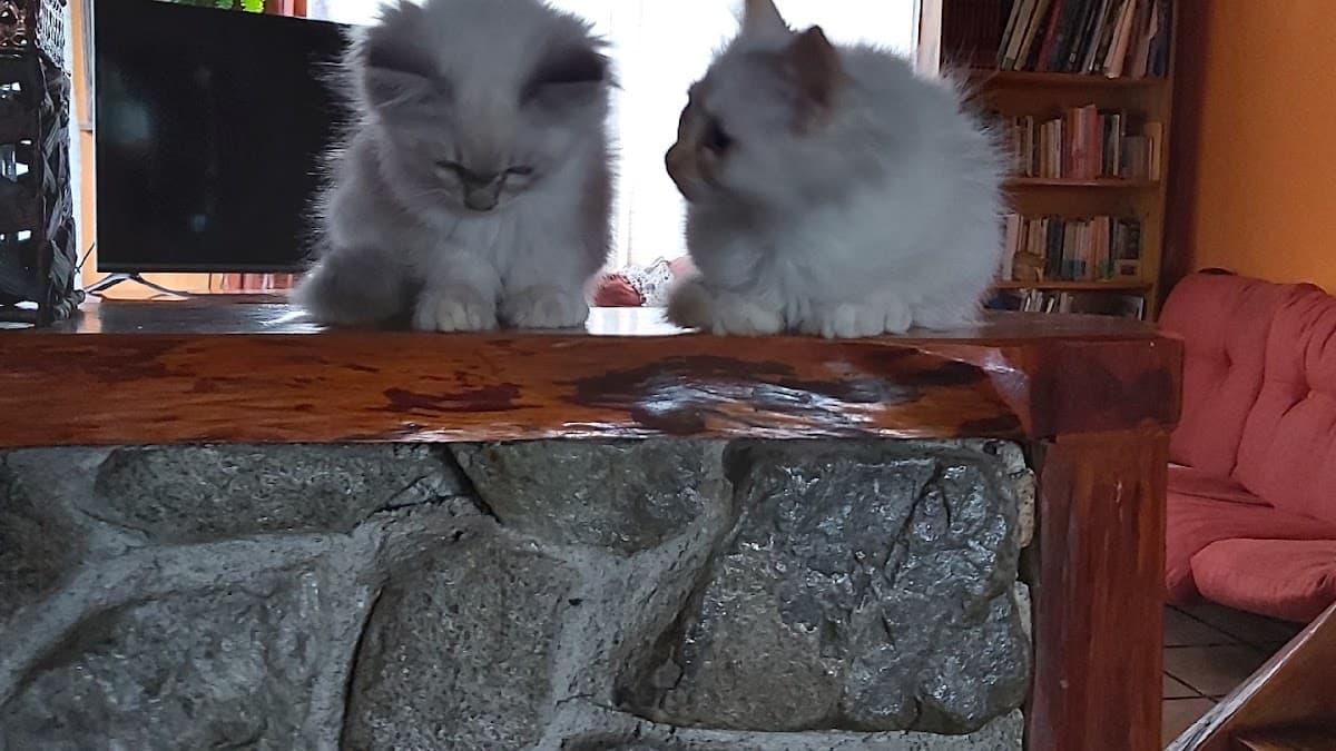 Veterinaria Pets Shop los Amigos